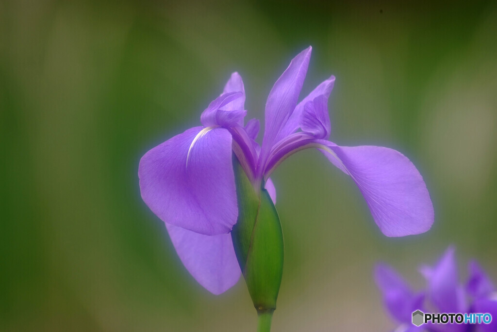卯月の夢✿詩