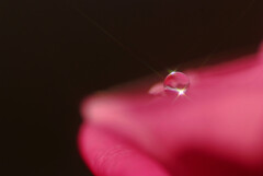 穏やかな朝✿雫