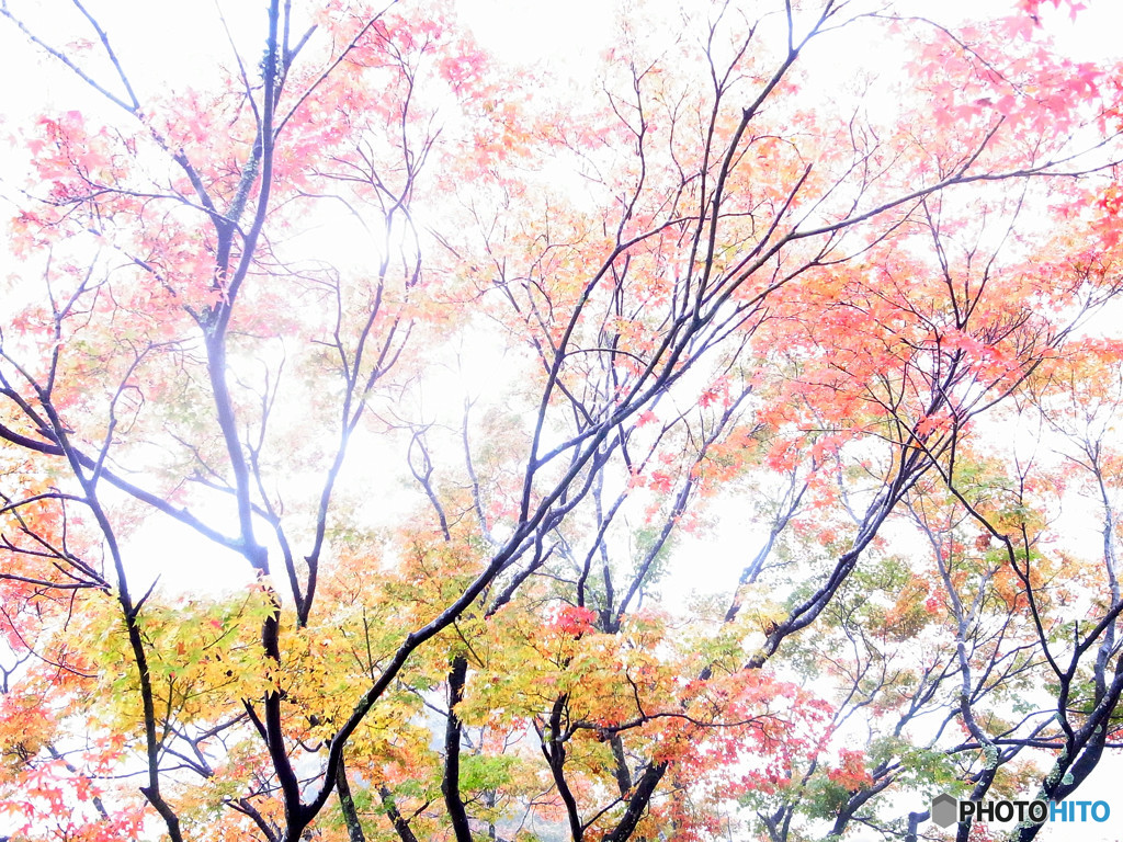 紅葉散歩・京