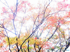 紅葉散歩・京