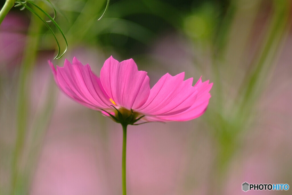 都会のOasis✿彩月