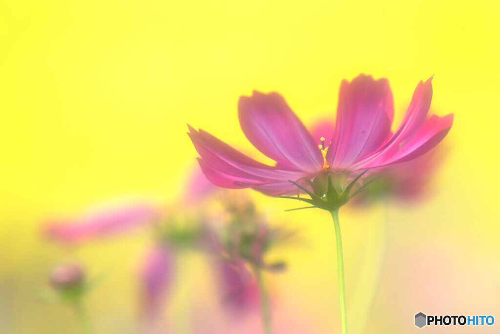 想いでは美しく✿秋桜2021