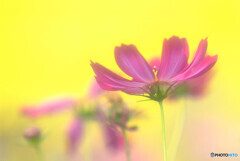 想いでは美しく✿秋桜2021