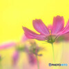 想いでは美しく✿秋桜2021