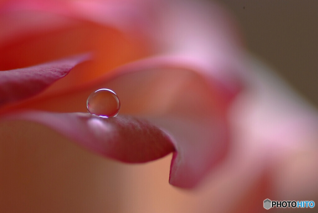 August Drops✿祈り