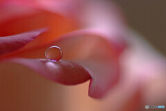 August Drops✿祈り
