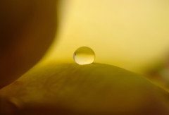 美しき雫たちへⅤ