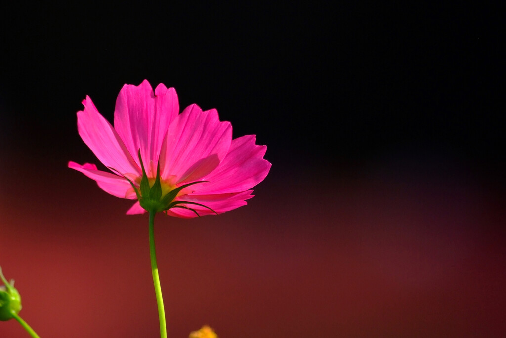 Passion✿秋桜の華
