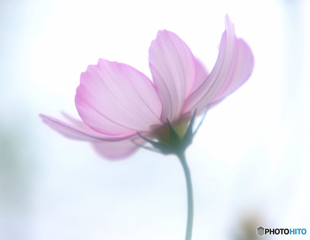 ふれあい・秋桜