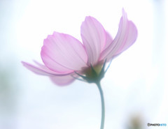 ふれあい・秋桜
