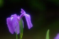 雨に踊れば✿Iris laevigata