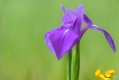 Thanks to Mother・華