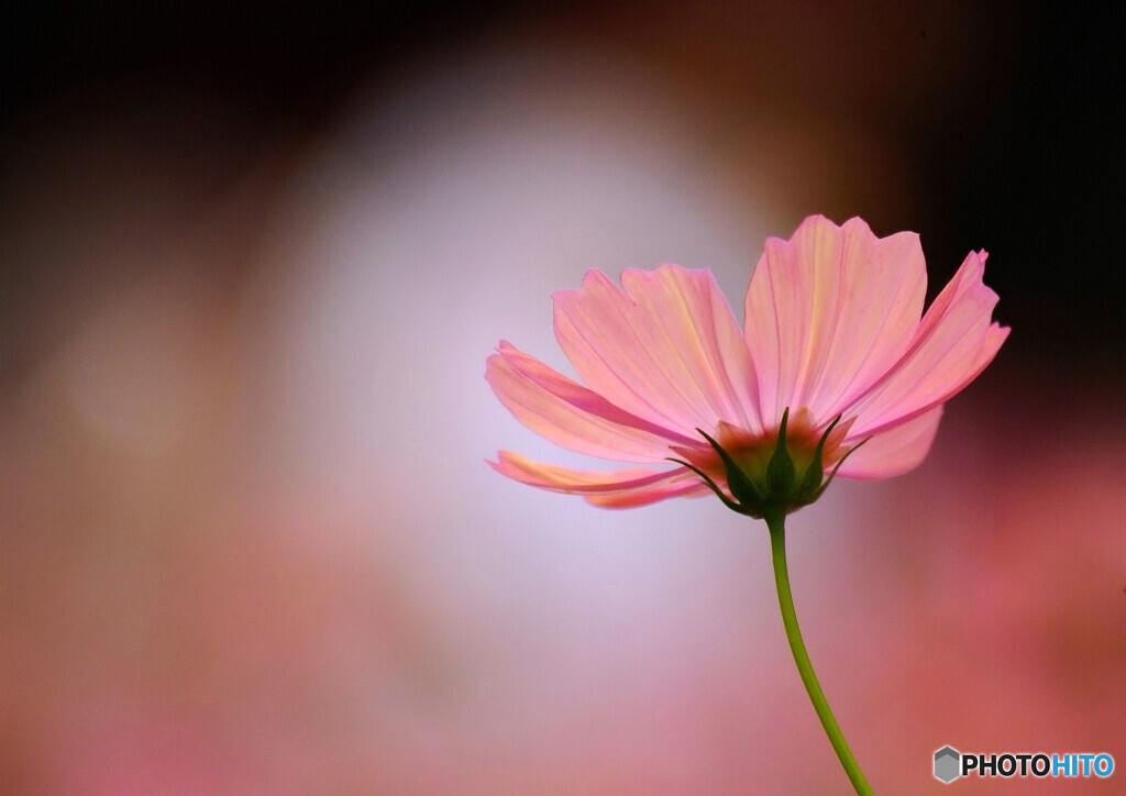 10月の午後✾華やかに
