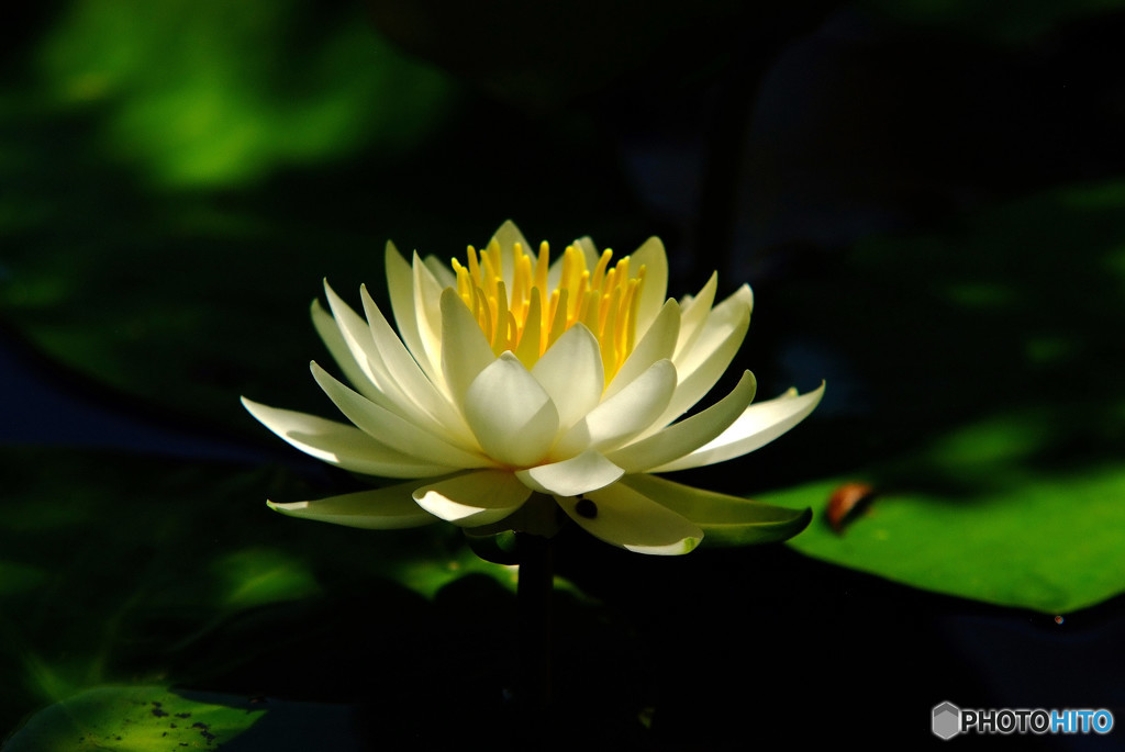 清純な心・華