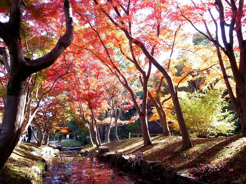 紅葉を描く✿万博2025