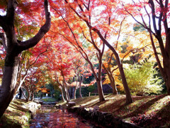 紅葉を描く✿万博2025