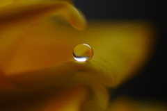 想い玉・雫（Ⅷ）