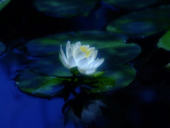 蒼の夢・睡