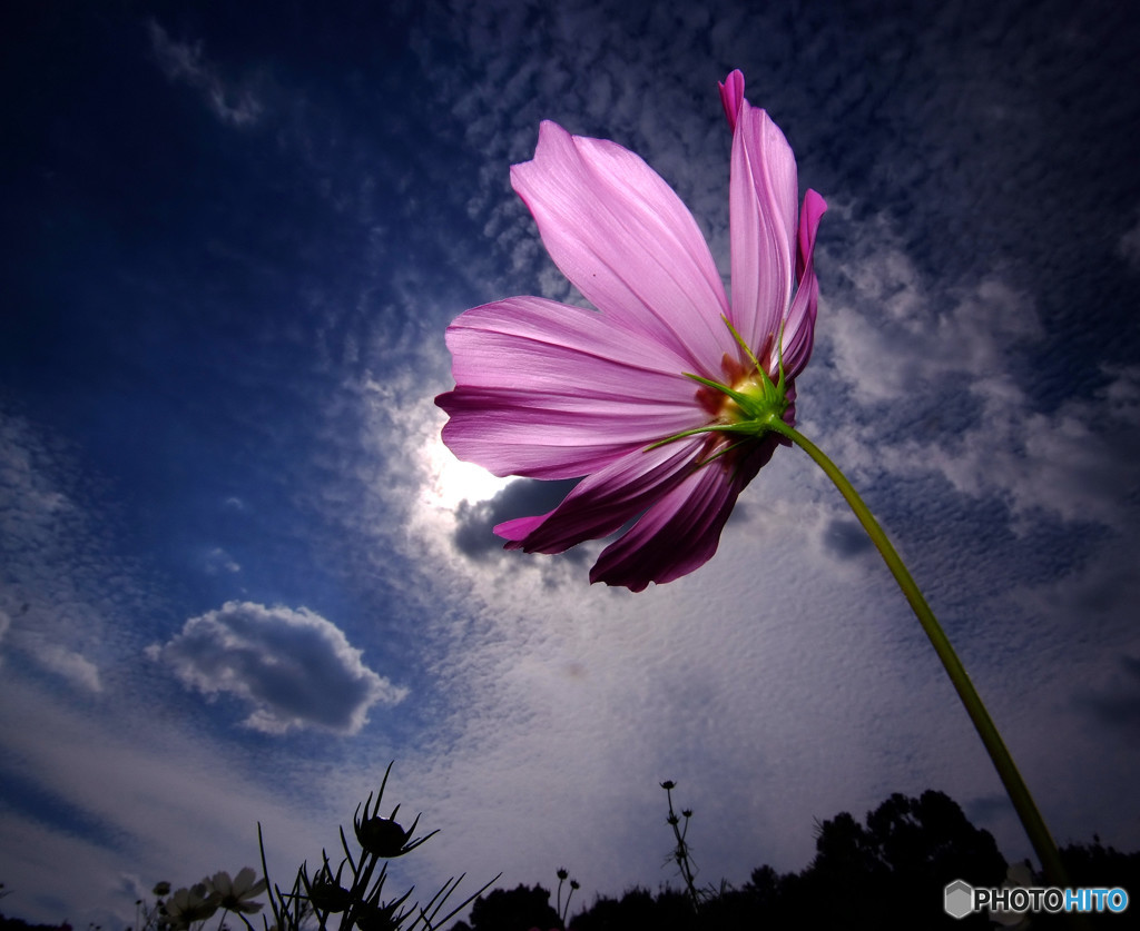 花の丘にて・秋桜