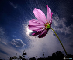 花の丘にて・秋桜