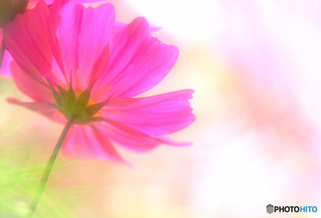 情熱の華✾こすもす