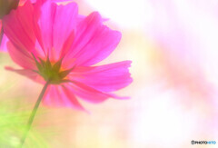 情熱の華✾こすもす