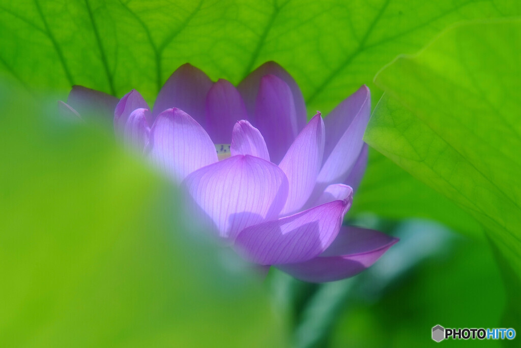 また君に恋してる・蓮