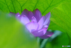 また君に恋してる・蓮