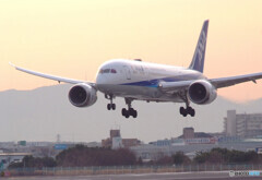 Morning Lover✈HARADA