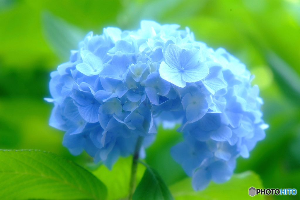 初夏の彩・華