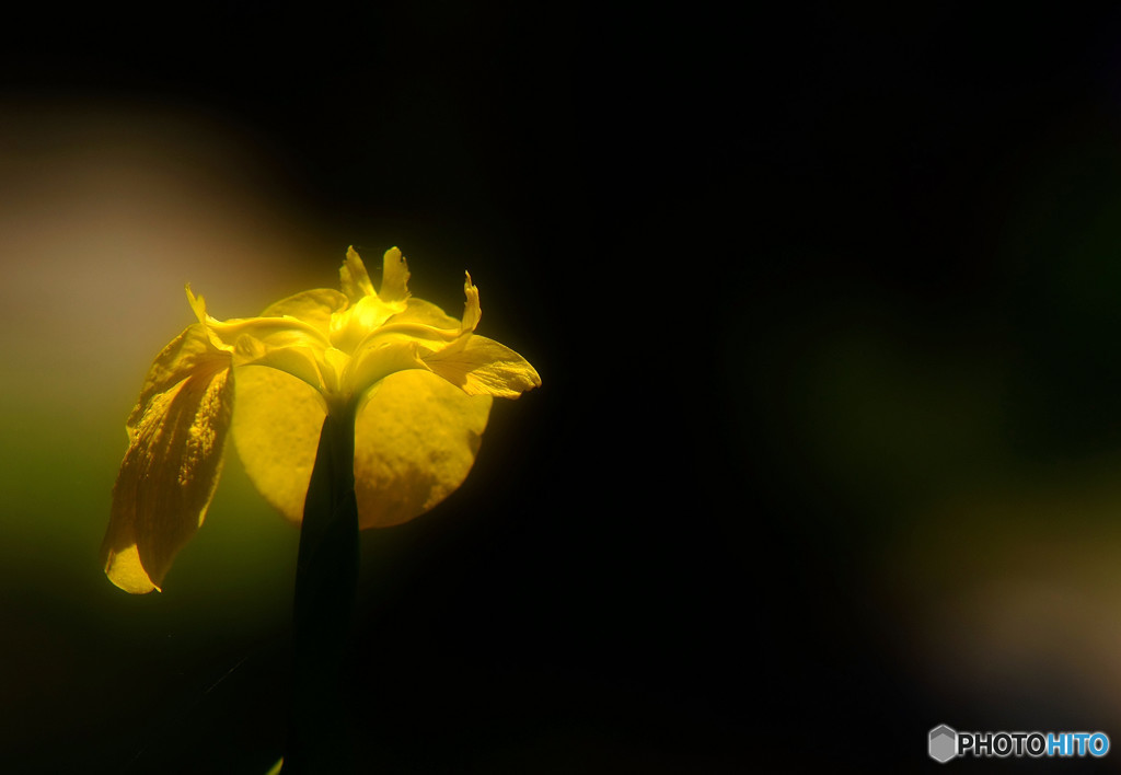 永遠に美しく・華