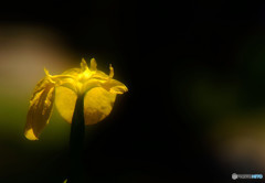 永遠に美しく・華