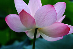 癒やしの時✿蓮華