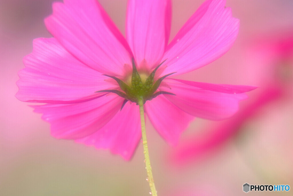 真っ赤な太陽❁こすもす