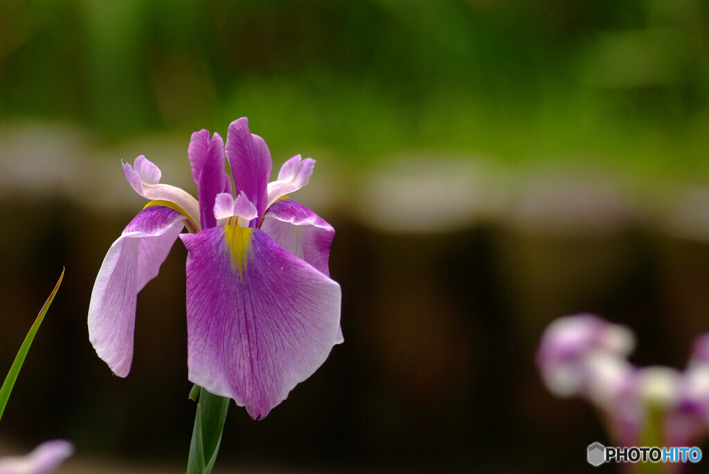 Nice memoriesⅤ✿菖蒲