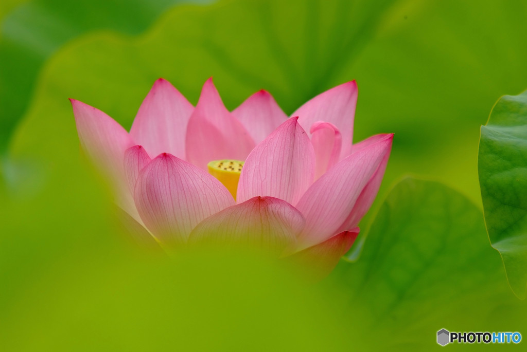 水月の贈物・華