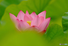 水月の贈物・華