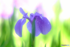 酔いしれて・華