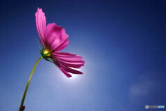 Yokogao✾秋空2021