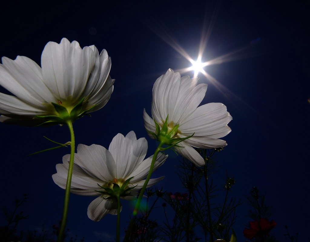 希望の光へ・華