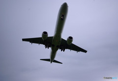 見上げれば奴がいた！