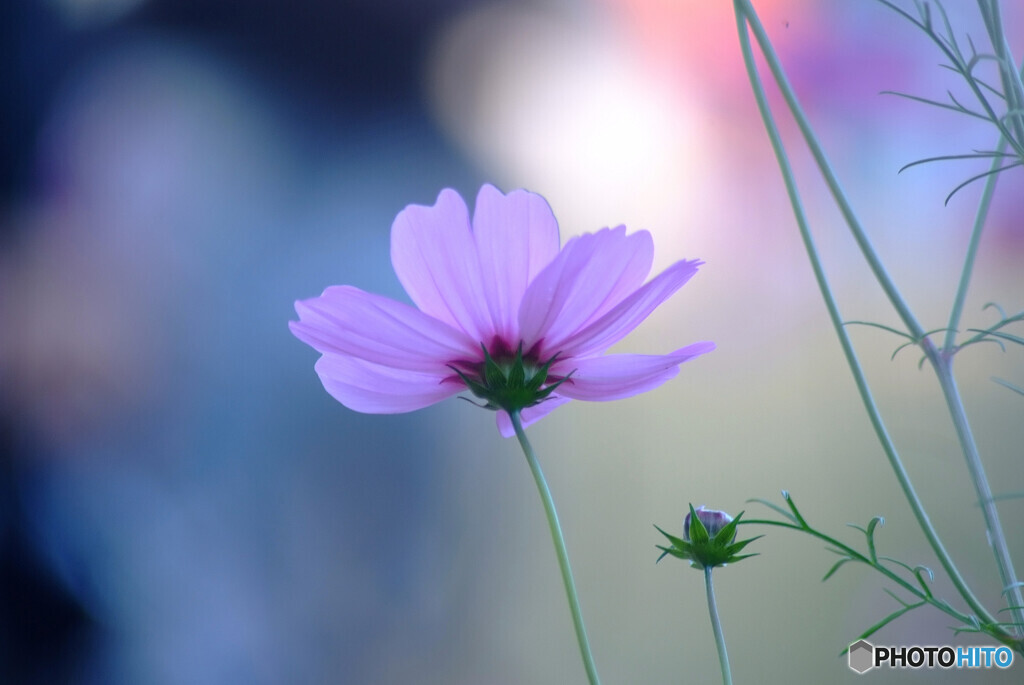 ICHIZU❁秋桜に恋して