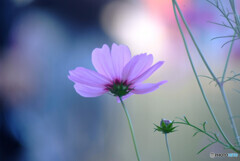 ICHIZU❁秋桜に恋して