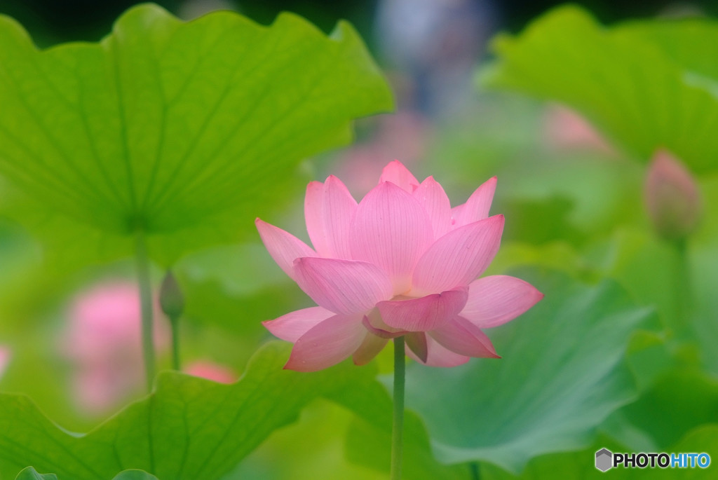 初夏の乙女・華