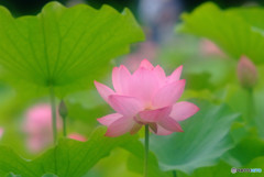 初夏の乙女・華