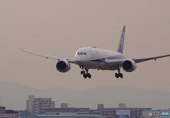 春色に誘われて✈787-8