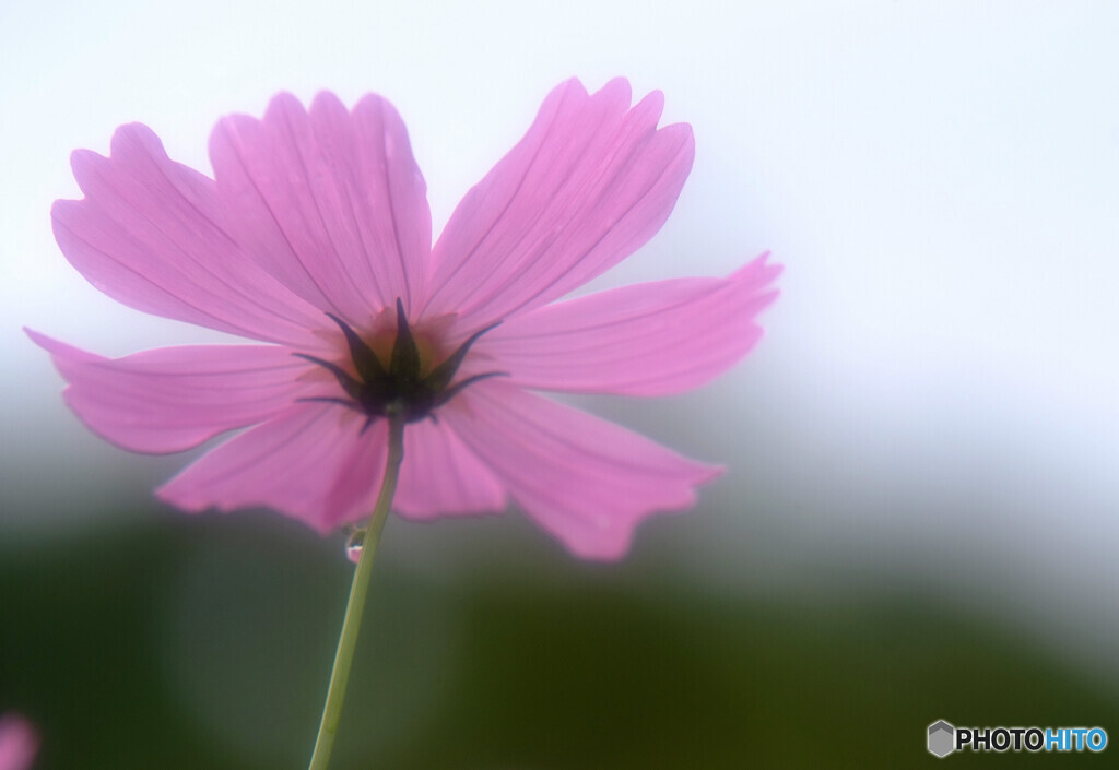 Cosmos theaterⅧ✿2020秋