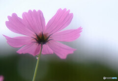 Cosmos theaterⅧ✿2020秋