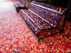 November Rain✿紅葉2022