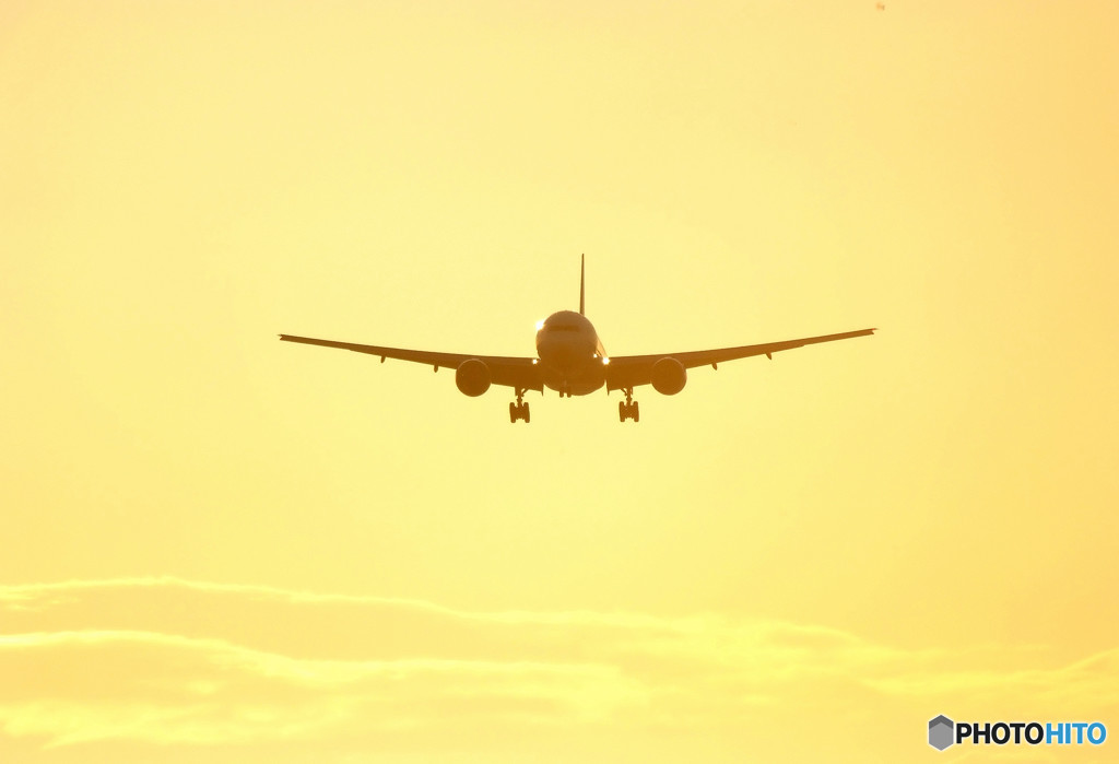 Wings of the morning glow